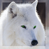 Wolf111
