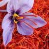 Saffronflower