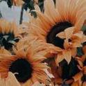 Sunflower70